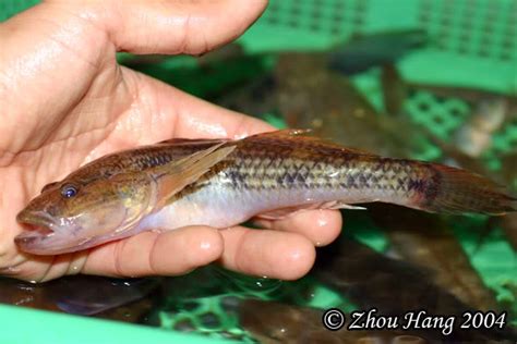 ipusan fish|Ipon or Dulong .